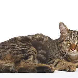 Brown Tabby Domestic Cat on White Background Brown Tabby Domestic Cat on White Background