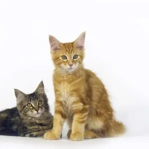 Brown Tortie Blotched Tabby and Cream Blotched Tabby Maine Coon Domestic Cat Brown Tortie Blotched Tabby and Cream Blotched Tabby Maine Coon Domestic Cat