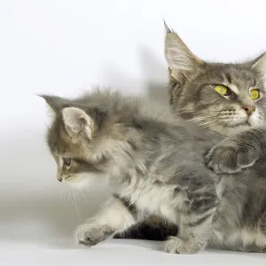 Brown Tortie Blotched Tabby Maine Coon and Blue Blotched Tabby maine Coon