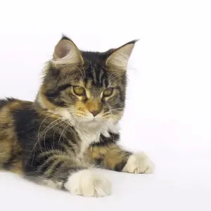 Brown Tortie Blotched Tabby and White Maine Coon Domestic Cat Brown Tortie Blotched Tabby and White Maine Coon Domestic Cat