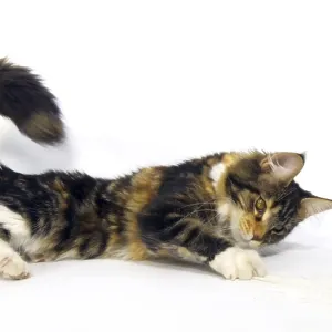 Brown Tortie Blotched Tabby and White Maine Coon Domestic Cat