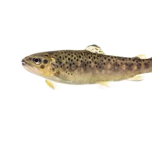 Brown trout (Salmo trutta fario)