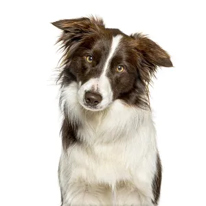 Brown and white border collie dog tilting head Brown and white border collie dog tilting head