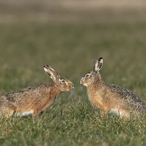 A buck cautiously approaches a fieldfare (Lepus europaeus) during mating season