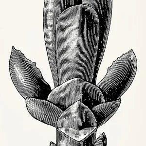 Bud scales of the horse chestnut