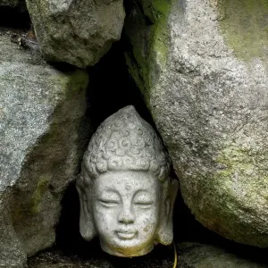 Buddha head between stones, ginkgo leaf