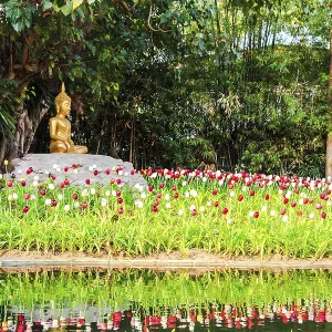 Buddha image under the bodhi tree at puntao temple in chiang mai