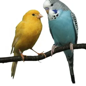 Budgerigar and Canary (Melospittacus undulatus) Wellensittich und Kanarienvogel Tiere Budgerigar and Canary (Melospittacus undulatus) Wellensittich und Kanarienvogel Tiere