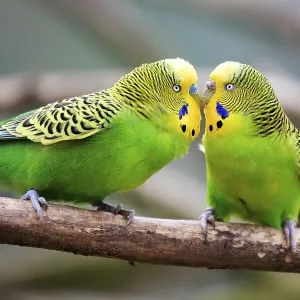 Budgerigars (Melopsittacus undulatus) billing Budgerigars (Melopsittacus undulatus) billing