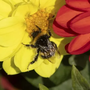 Buff tailed bumblebee (Bombus terrestris) adult bee insect feeding on a garden Dahlia flower in summer