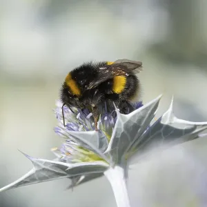 Buff tailed bumblebee (Bombus terrestris) adult bee insect feeding on Sea holly flowers in summer