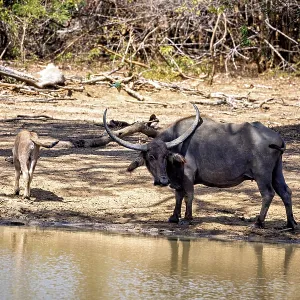 Buffalo with calf at the water in the wilderness Buffalo with calf at the water in the wilderness