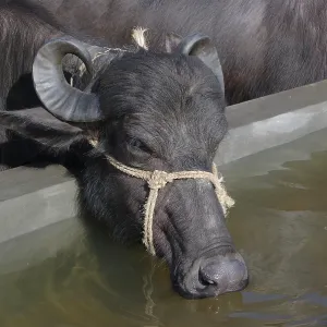 Buffalo drinking water from man made pond