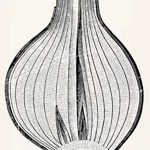 Bulb of onion (Allium cepa), longitudinal section