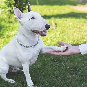 Bull Terrier on Green Grass Print
