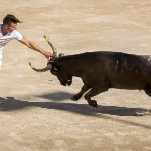A bullfighter tries to remove the rosette A bullfighter tries to remove the rosette