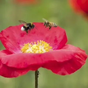 Bumblebee (Bombus) and bee (Apis mellifera) approaching poppy flower (Papaver rhoeas) Bumblebee (Bombus) and bee (Apis mellifera) approaching poppy flower (Papaver rhoeas)