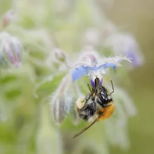Bumblebee pollinating flowers. pollination of flowers Bumblebee pollinating flowers. pollination of flowers
