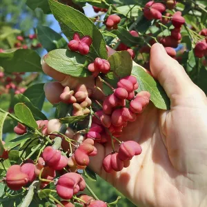 Bunch of real wild unripe pink forest euonymus tree seeds in senior woman hand