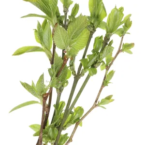A bunch of twigs with young leaves of spring forest bushes and trees