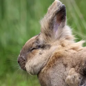 Bunny (Oryctolagus cuniculus domesticus)