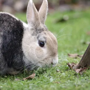Bunny, pet, hare, grass, outside
