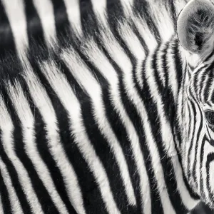 Burchell's Zebra (Equus quagga burchellii)
