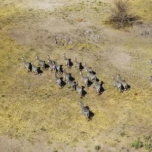Burchell's Zebras (Equus quagga burchelli) Burchell's Zebras (Equus quagga burchelli)
