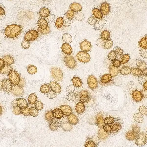Burgundy truffle (Tuber uncinatum)