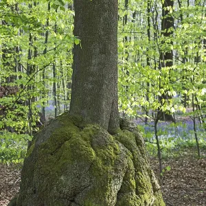 Burl, woody tuber, root wood, beech