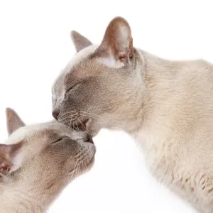 Burmese cats, cuddling Burmese cats, cuddling