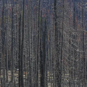 Burned and blackened tree in the aftermath of a forest fire Burned and blackened tree in the aftermath of a forest fire