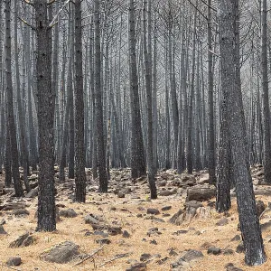 Burned Stone or Umbrella Pines (Pinus pinea) after a forest fire Burned Stone or Umbrella Pines (Pinus pinea) after a forest fire