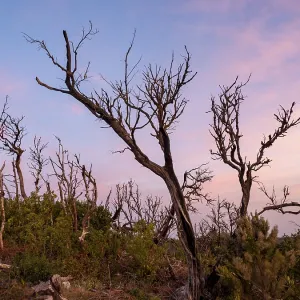 Burned trees at sunrise, La Gomera Burned trees at sunrise, La Gomera