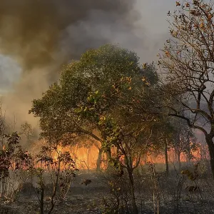 Burning vegetation in a bushfire Burning vegetation in a bushfire