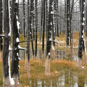 Burnt trees with fresh snow, Midway Geyser Basin Burnt trees with fresh snow, Midway Geyser Basin