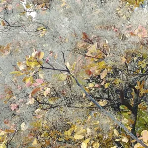 A bush with autumn leaves in a web