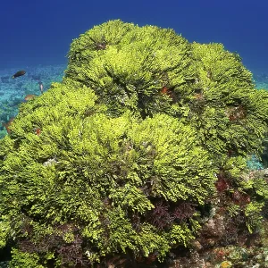 Bush Halimeda Green Algae (Halimeda) Great Barrier Reef