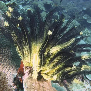 Bushy feather star, variable feather star (Comaster schlegelii) on coral