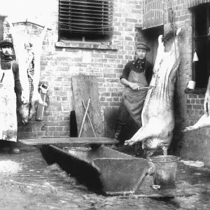 Butcher with three pigs, historic photgraph Butcher with three pigs, historic photgraph