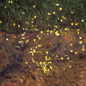 Butterflies on a salt leak, Tambopata National Park in the Amazon Basin Butterflies on a salt leak, Tambopata National Park in the Amazon Basin
