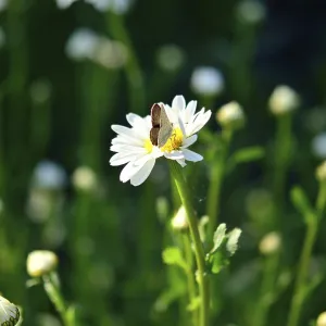 Butterfly on a beauty flower