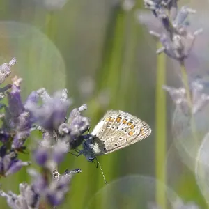 Butterfly blue butterfly, summer, Germany Butterfly blue butterfly, summer, Germany