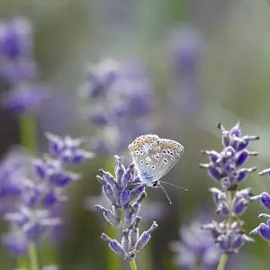Butterfly blue butterfly, summer, Germany Butterfly blue butterfly, summer, Germany