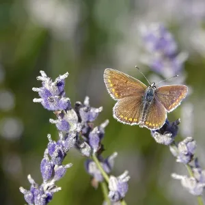 Butterfly blue butterfly, summer, Germany Butterfly blue butterfly, summer, Germany