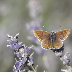 Butterfly blue butterfly, summer, Germany Butterfly blue butterfly, summer, Germany