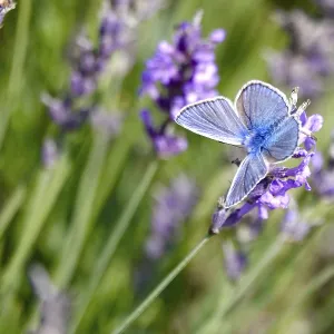 Butterfly blue butterfly, summer, Germany Butterfly blue butterfly, summer, Germany