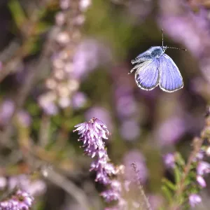 Butterfly blue butterfly, summer, Germany Butterfly blue butterfly, summer, Germany