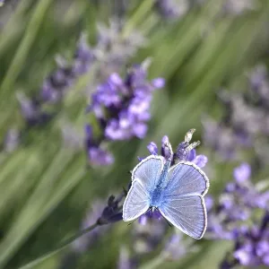 Butterfly blue butterfly, summer, Germany Butterfly blue butterfly, summer, Germany