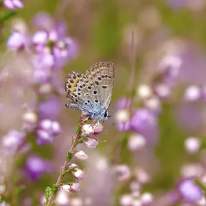 Butterfly blue butterfly, summer, Germany Butterfly blue butterfly, summer, Germany